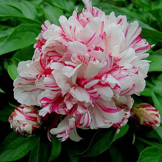 Kirinmaru Peony Plant