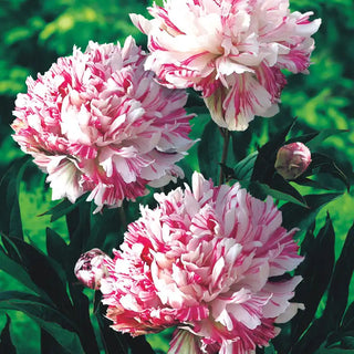 Kirinmaru Peony Plant