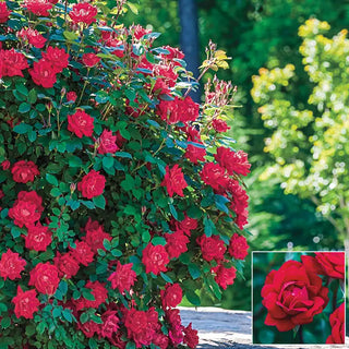 Red Double Knock Out® Rose Plant