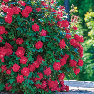 Red Double Knock Out® Rose Plant