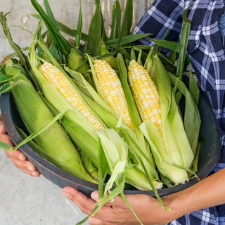 Gotta Have It® Hybrid Sweet Corn Seed