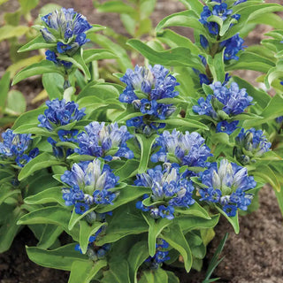 Blue Cross Gentian