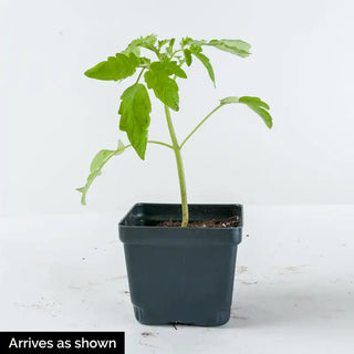 Cherokee Carbon Hybrid Tomato