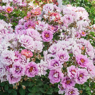 Easy on the Eyes™ Shrub Rose