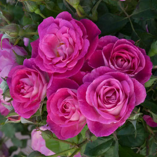 Easy To Please™ Floribunda Rose