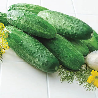 Gurney's® Burpless II Hybrid Cucumber Seed