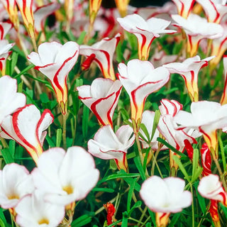 Candycane Oxalis