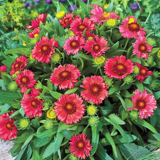 Red Gaillardia