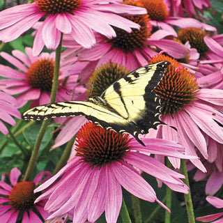 Magnus Coneflower