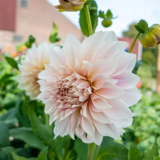 Cafè Au Lait Dinnerplate Dahlia