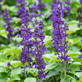 Big Blue Salvia Seed