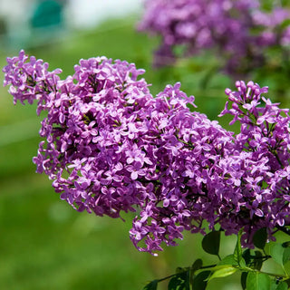 Lilac Sunday Lilac Plant