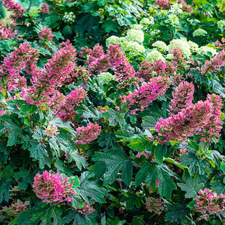 Ruby Slippers Dwarf Oakleaf Hydrangea