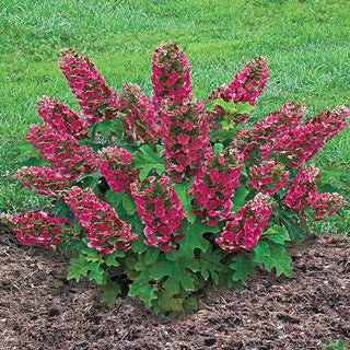 Ruby Slippers Dwarf Oakleaf Hydrangea