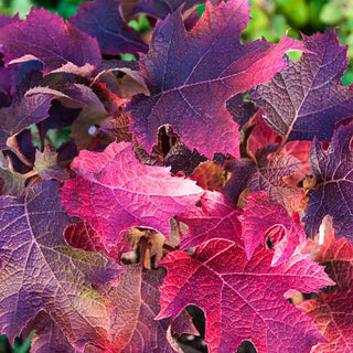 Ruby Slippers Dwarf Oakleaf Hydrangea