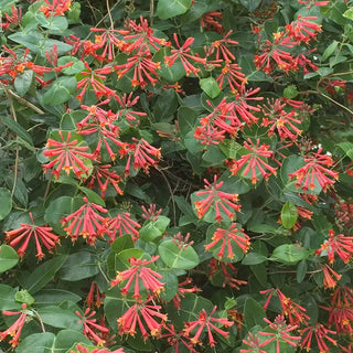 Major Wheeler Honeysuckle Plant