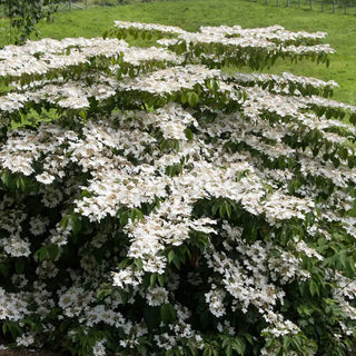 Shasta Doublefile Viburnum Hedge