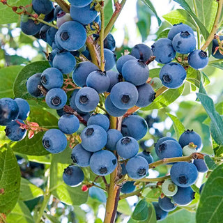 Ka-Bluey® Northern Highbush Blueberry Plant