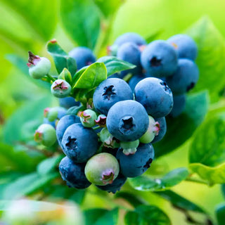 Ka-Bluey® Northern Highbush Blueberry Plant