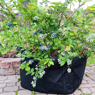 Ka-Bluey® Northern Highbush Blueberry Plant