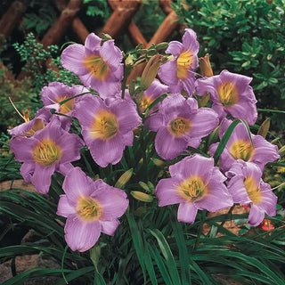 Purple de Oro Daylily