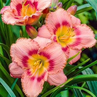 Strawberry Candy Daylily