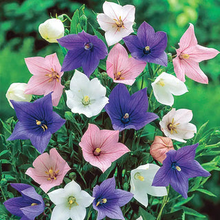 Mixed Balloon Flower