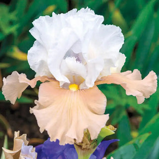 Champagne Elegance Reblooming Bearded Iris