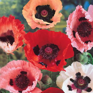 Mixed Oriental Poppies