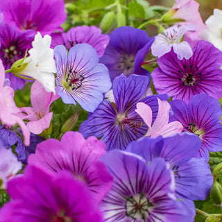 Blue and White Hardy Geranium Mix