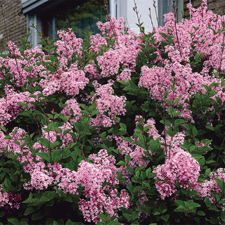 Josee Reblooming Lilac Plant