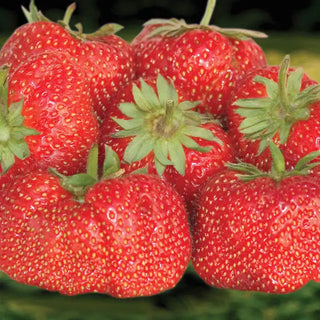 Jewel Junebearing Strawberry Plant