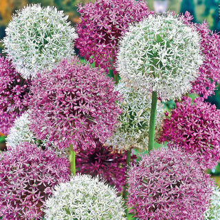 Giant Mixed Allium Super Bag