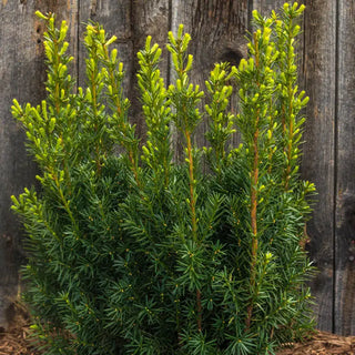 Upright Hicksi Yew Hedge