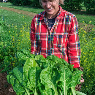 Perpetual Swiss Chard Seed