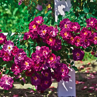 Stormy Weather™ Climbing Rose