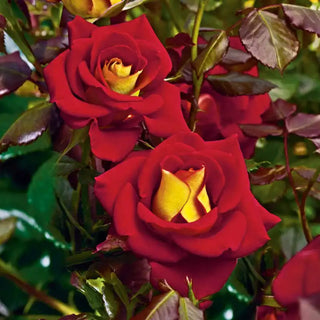 Ketchup & Mustard™ Floribunda Rose