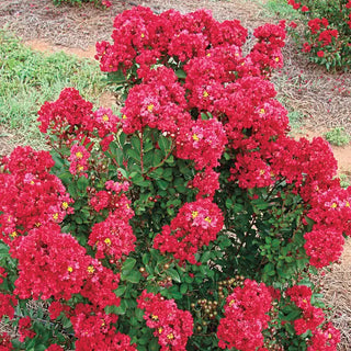 Enduring Summer Reblooming Crape Myrtle - Red