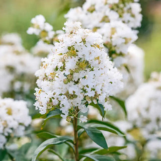 Enduring Summer Reblooming Crape Myrtle - White