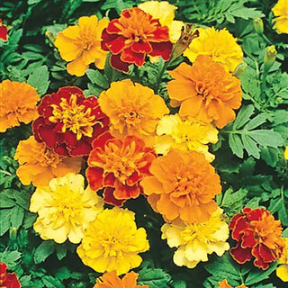 Boy O' Boy Marigold Seed Mix