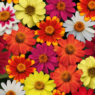 Zahara® Improved Zinnia Seed Mix