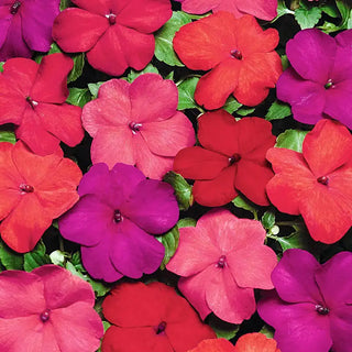 Super Elfin® XP Hot Impatiens Mixture