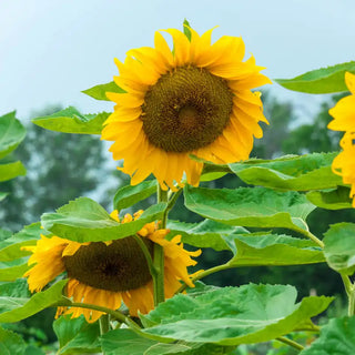 Super Snack Sunflower Seed