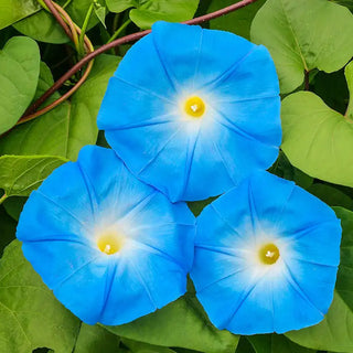 Heavenly Blue Morning Glory