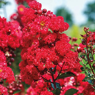 Ruffled Red Magic Reblooming Crape Myrtle Plant