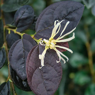 Ruby Snow™ Loropetalum