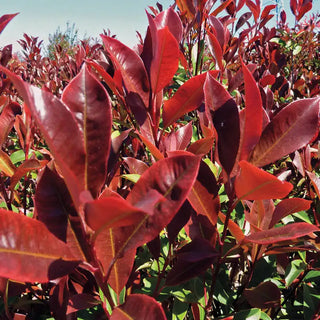 Dynamo Red Photinia