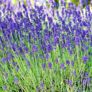 Phenomenal™ Lavender