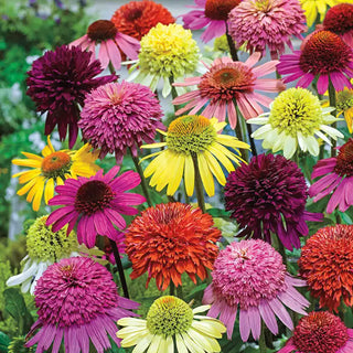 Hybrid Coneflower Mix