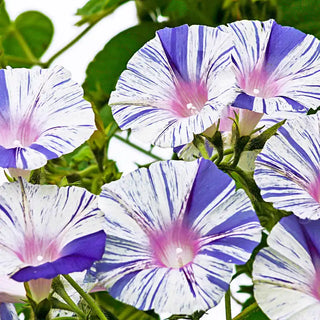 Venice Blue Morning Glory